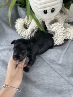 Salt and Pepper G, a female Miniature Schnauzer for sale in Murfreesboro, TN – Photo 4 of 6