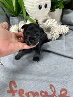 Salt and Pepper G, a female Miniature Schnauzer for sale in Murfreesboro, TN – Photo 6 of 6