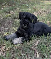Bella, a female Miniature Schnauzer for sale in Murfreesboro, TN – 2 of 3