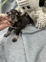 Liver Pepper Blue Eyes, a male Miniature Schnauzer for sale in Murfreesboro, TN – Photo 7 of 7