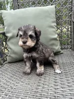 Liver Pepper Blue Eyes, a male Miniature Schnauzer for sale in Murfreesboro, TN – Photo 1 of 7