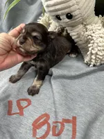 Liver Pepper Blue Eyes, a male Miniature Schnauzer for sale in Murfreesboro, TN – Photo 5 of 7