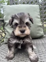 Liver Pepper Blue Eyes, a male Miniature Schnauzer for sale in Murfreesboro, TN – Photo 3 of 7