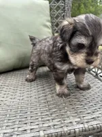 Liver Pepper Blue Eyes, a male Miniature Schnauzer for sale in Murfreesboro, TN – Photo 2 of 7