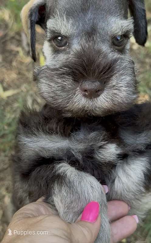 Liver Pepper – Miniature Schnauzer puppy for sale in Murfreesboro, TN