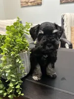 Baxter, a male Miniature Schnauzer for sale in Murfreesboro, TN – Photo 2 of 5