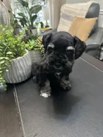 Baxter, a male Miniature Schnauzer for sale in Murfreesboro, TN – Photo 3 of 5