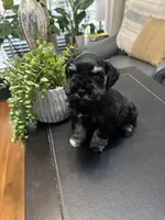 Baxter, a male Miniature Schnauzer for sale in Murfreesboro, TN – Photo 4 of 5