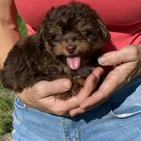 Bobby, a male Miniature Aussiedoodle for sale in Ocala, FL – Photo 1 of 7