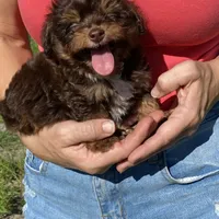 Bobby, a male Miniature Aussiedoodle for sale in Ocala, FL – Photo 3 of 7