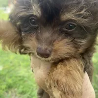 Bobby, a male Miniature Aussiedoodle for sale in Ocala, FL – Photo 5 of 7