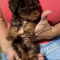 Bobby, a male Miniature Aussiedoodle for sale in Ocala, FL – Photo 6 of 7