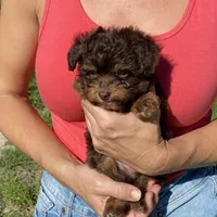 Bobby, a male Miniature Aussiedoodle for sale in Ocala, FL – Photo 7 of 7