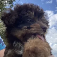 Bandit, a male Aussiedoodle for sale in Ocala, FL – Photo 2 of 5
