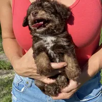 Bandit, a male Aussiedoodle for sale in Ocala, FL – Photo 3 of 5