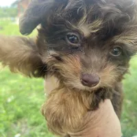 Bandit, a male Aussiedoodle for sale in Ocala, FL – Photo 4 of 5