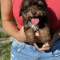 Bandit, a male Aussiedoodle for sale in Ocala, FL – Photo 5 of 5