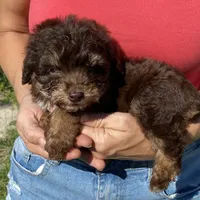 Bandit, a male Aussiedoodle for sale in Ocala, FL – Photo 1 of 5