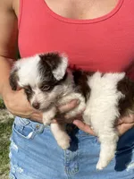 Star, a female Aussiedoodle for sale in Ocala, FL – Photo 9 of 10