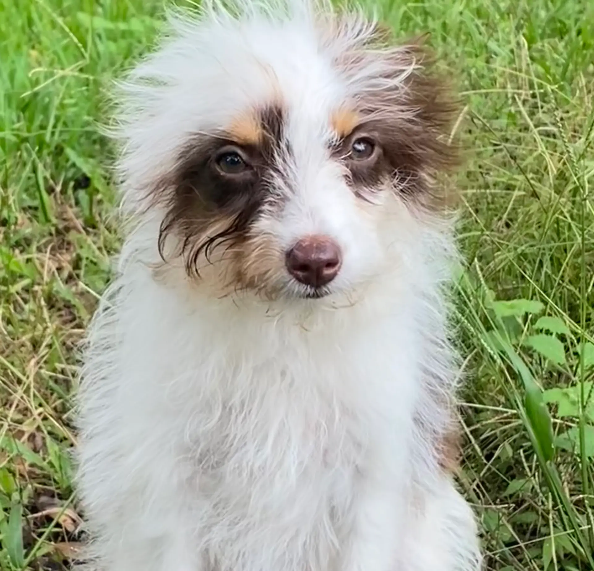 Star, a female Aussiedoodle for sale in Ocala, FL – Photo 2 of 10