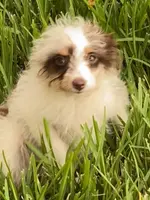 Star, a female Aussiedoodle for sale in Ocala, FL – Photo 4 of 10