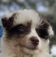 Star, a female Aussiedoodle for sale in Ocala, FL – Photo 8 of 10