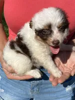 Star, a female Aussiedoodle for sale in Ocala, FL – Photo 6 of 10