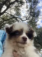 Star, a female Aussiedoodle for sale in Ocala, FL – Photo 5 of 10