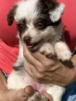 Star, a female Aussiedoodle for sale in Ocala, FL – Photo 10 of 10