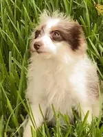 Star, a female Aussiedoodle for sale in Ocala, FL – Photo 1 of 10