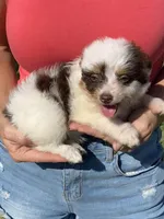 Star, a female Aussiedoodle for sale in Ocala, FL – Photo 3 of 10