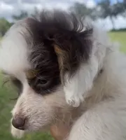 Star, a female Aussiedoodle for sale in Ocala, FL – Photo 7 of 10