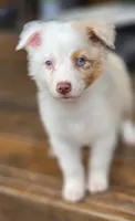 Domino, a male Australian Shepherd for sale in Gordon, GA – 5 of 9
