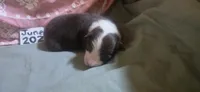 Rackit, a female Australian Shepherd for sale in Gordon, GA – 8 of 10