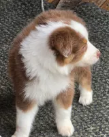 Hustler, a male Australian Shepherd for sale in Gordon, GA – 6 of 10