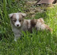 Snooker, a female Australian Shepherd for sale in Gordon, GA – 4 of 10