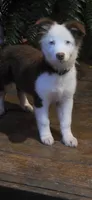Scratch , a female Australian Shepherd for sale in Gordon, GA – 2 of 9