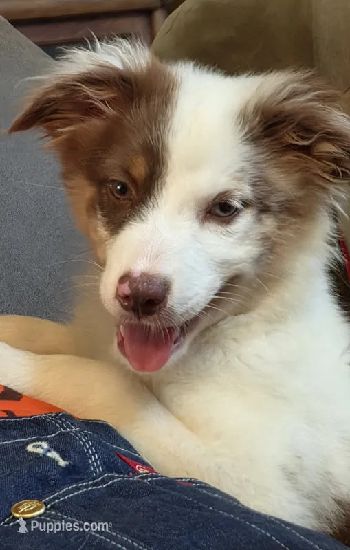 Cue – Australian Shepherd puppy for sale in Gordon, GA