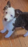 Scratch , a female Australian Shepherd for sale in Gordon, GA – 7 of 9