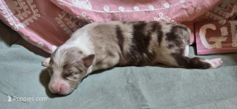 Snooker – Australian Shepherd puppy for sale in Gordon, GA