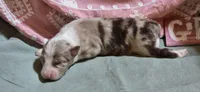 Snooker, a female Australian Shepherd for sale in Gordon, GA – 1 of 10