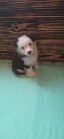 Scratch , a female Australian Shepherd for sale in Gordon, GA – 8 of 10
