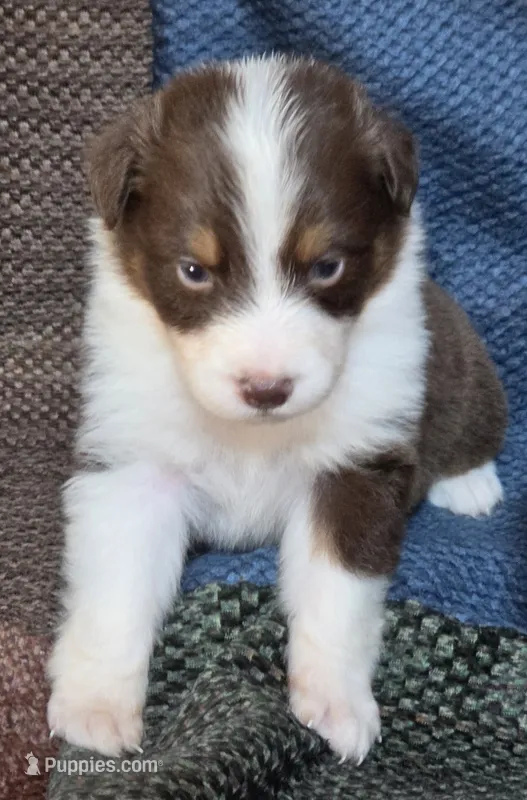 Lefty – Australian Shepherd puppy for sale in Gordon, GA
