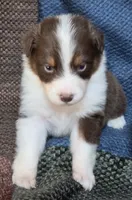 Lefty, a female Australian Shepherd for sale in Gordon, GA – 1 of 9