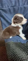 Lefty, a female Australian Shepherd for sale in Gordon, GA – 5 of 9