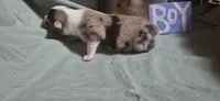 Fats, a male Australian Shepherd for sale in Gordon, GA – 4 of 8