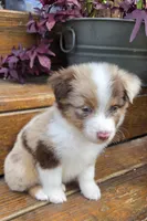Fats, a male Australian Shepherd for sale in Gordon, GA – 8 of 10