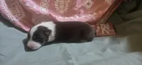 Scratch , a female Australian Shepherd for sale in Gordon, GA – 5 of 10