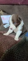 Rackit, a female Australian Shepherd for sale in Gordon, GA – 3 of 10