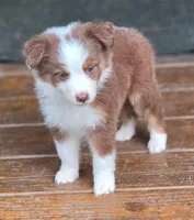 Hustler, a male Australian Shepherd for sale in Gordon, GA – 4 of 10